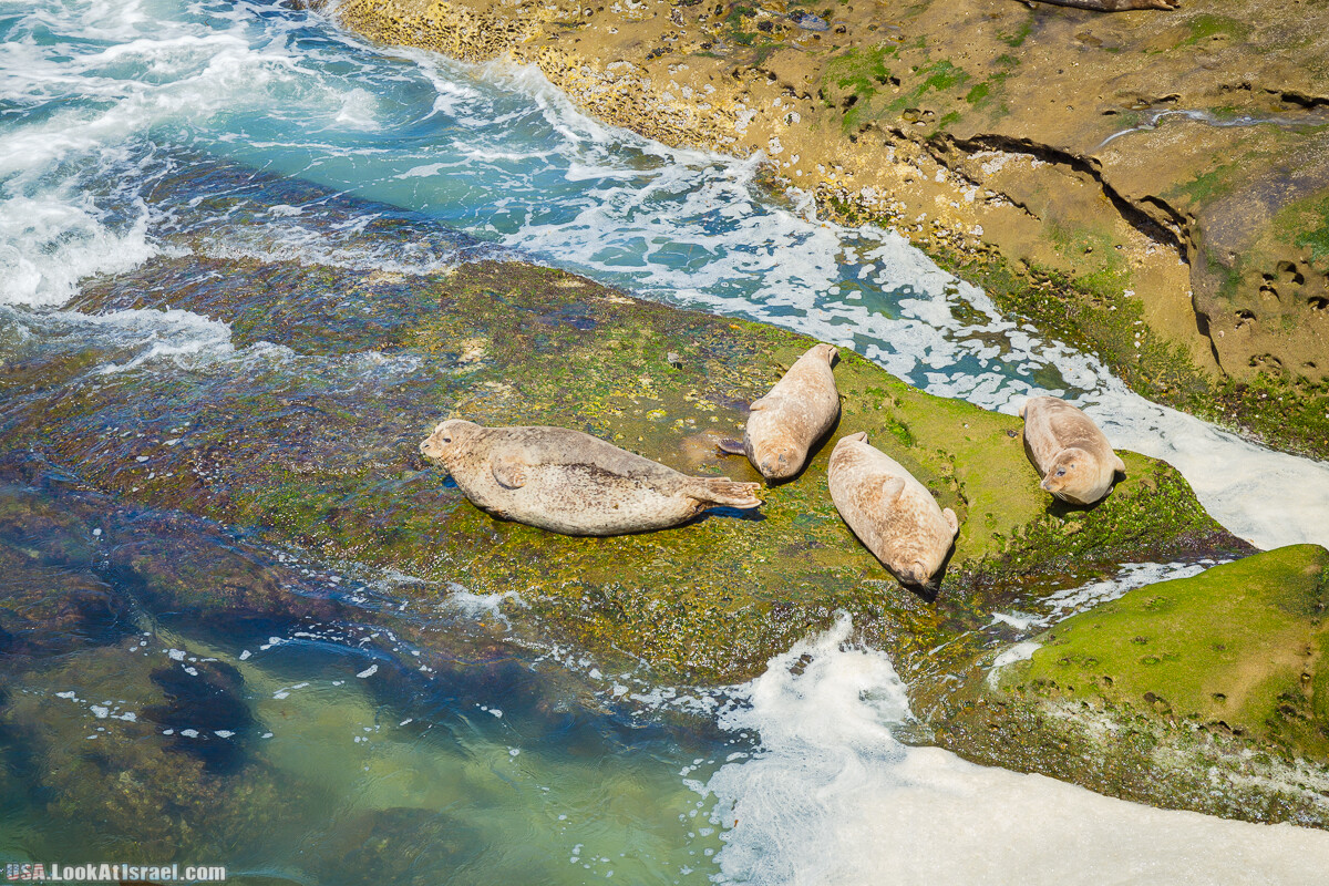 Сан Диего | LookAtIsrael.com - Фото путешествия по Израилю