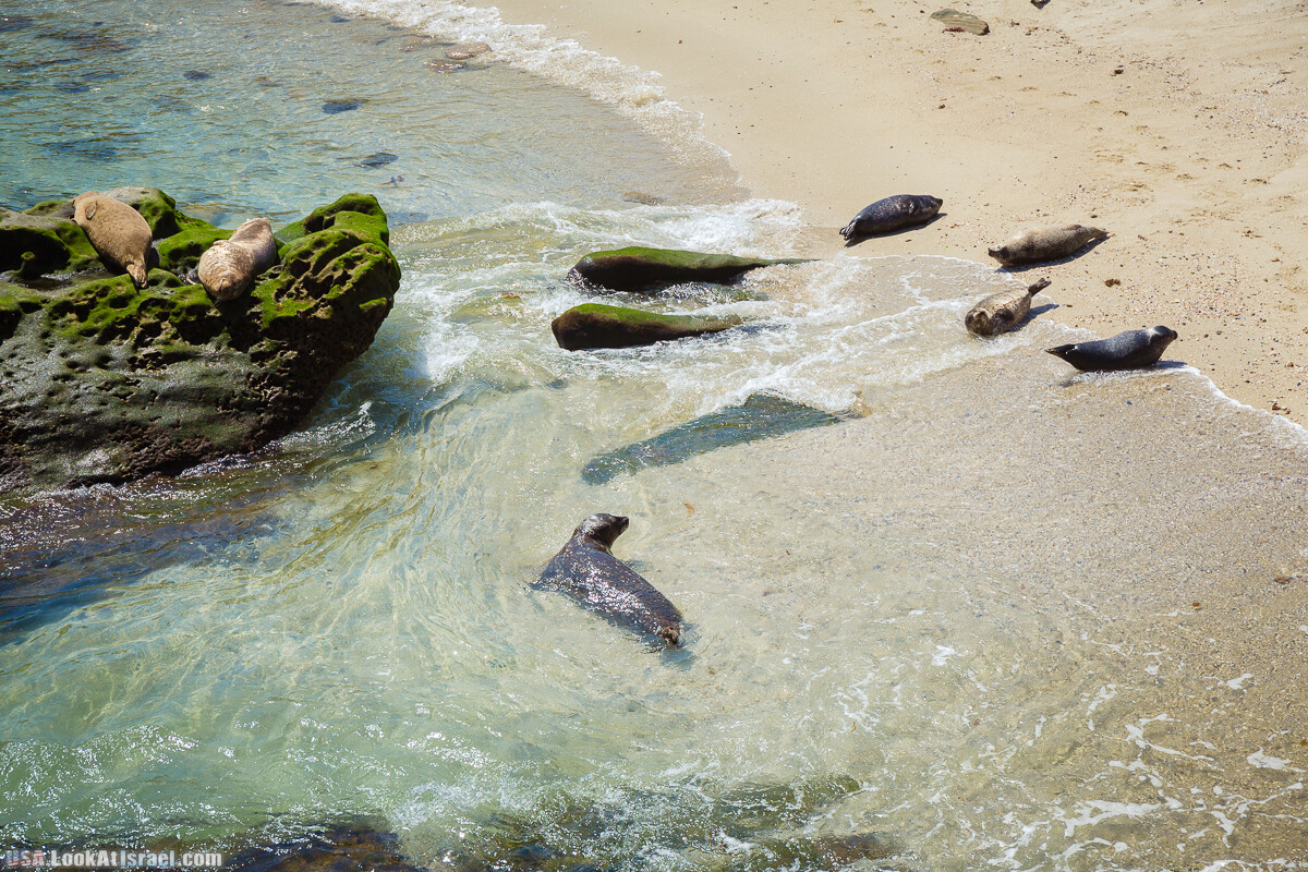Сан Диего | LookAtIsrael.com - Фото путешествия по Израилю