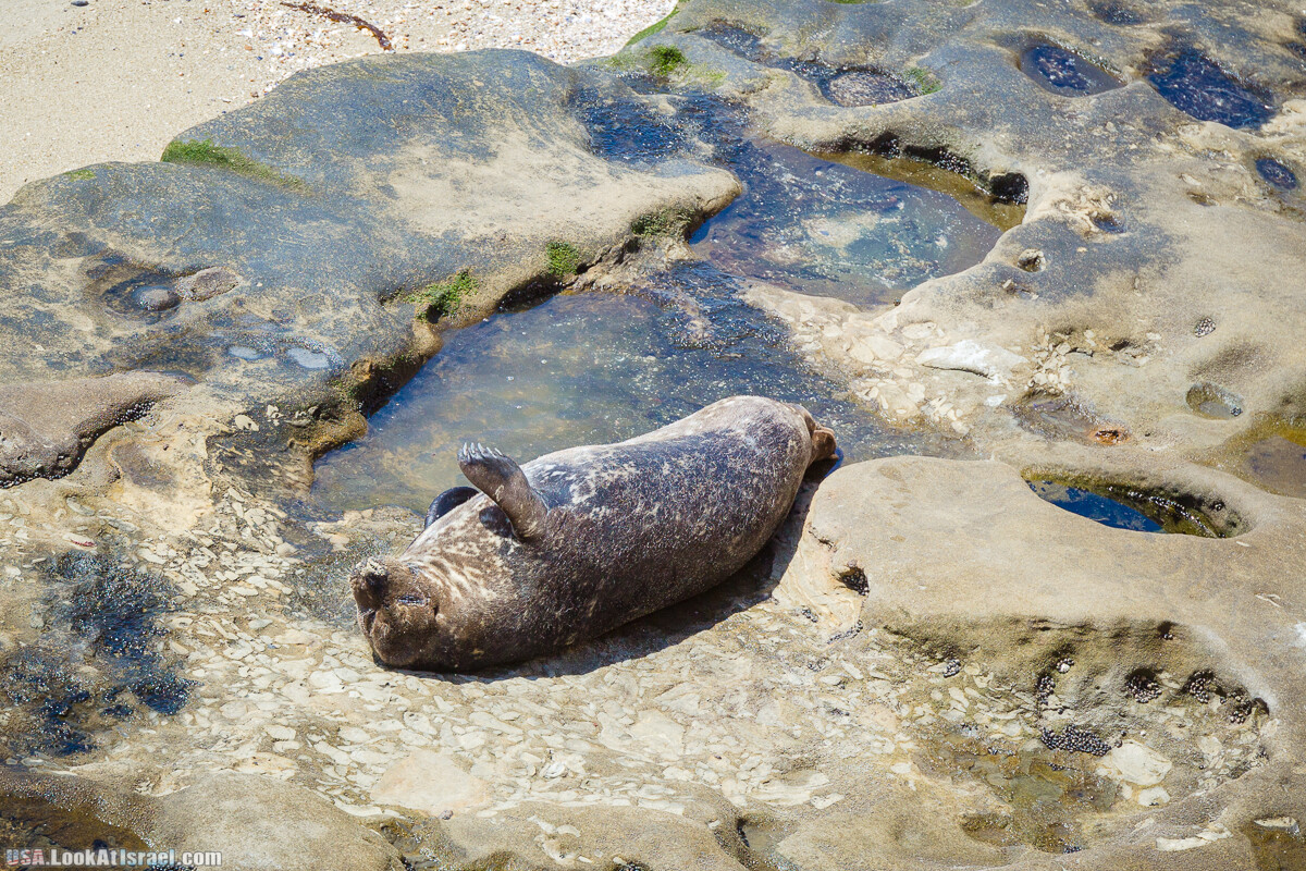 Сан Диего | LookAtIsrael.com - Фото путешествия по Израилю