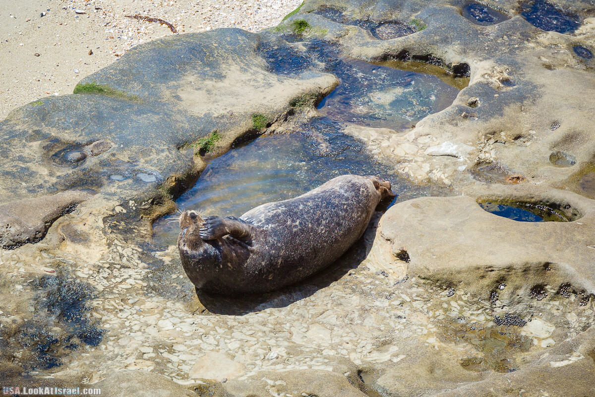 Сан Диего | LookAtIsrael.com - Фото путешествия по Израилю