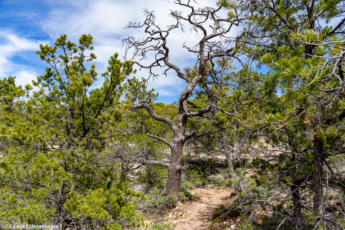 Гранд Каньон | Grand Canyon | LookAtIsrael.com - Фото путешествия по Израилю