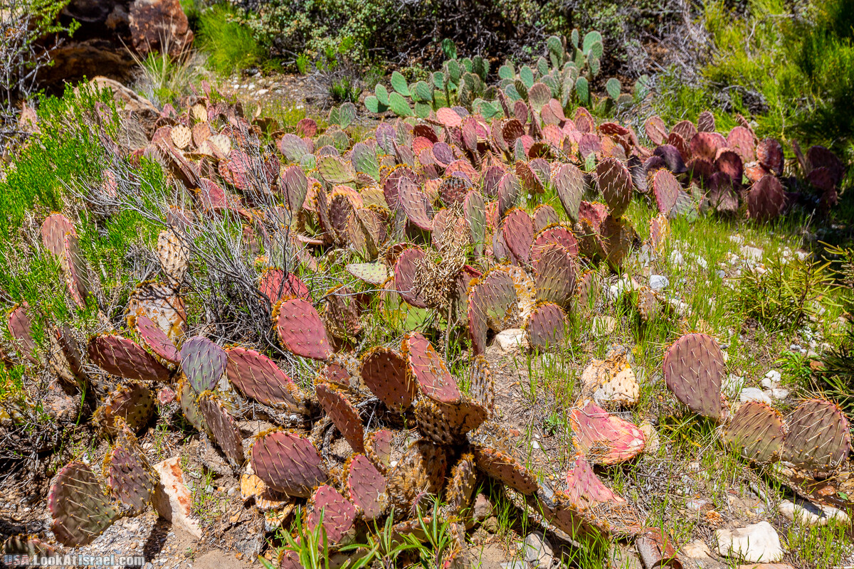 Каньон Red Rock в Лас-Вегас Вегасе | LookAtIsrael.com - Фото путешествия по Израилю