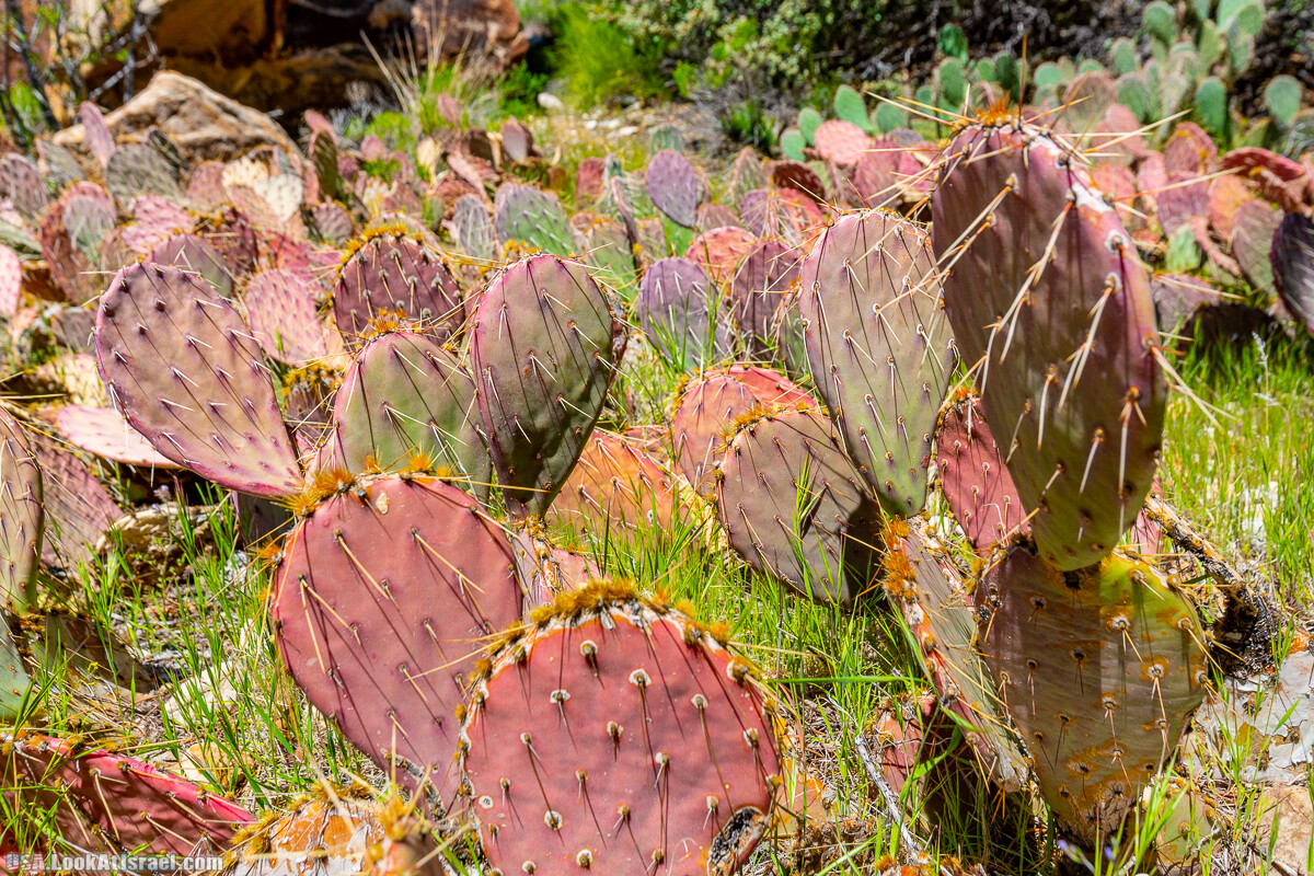 Каньон Red Rock в Лас-Вегас Вегасе | LookAtIsrael.com - Фото путешествия по Израилю