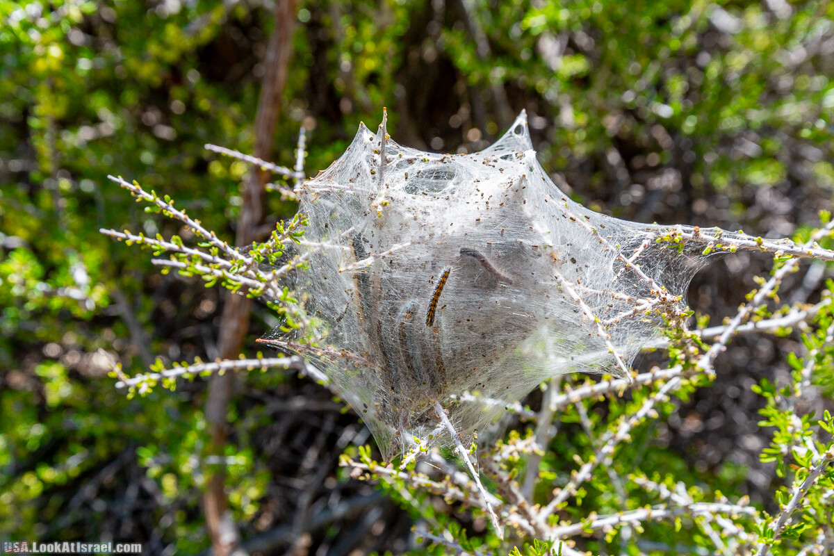 Каньон Red Rock в Лас-Вегас Вегасе | LookAtIsrael.com - Фото путешествия по Израилю