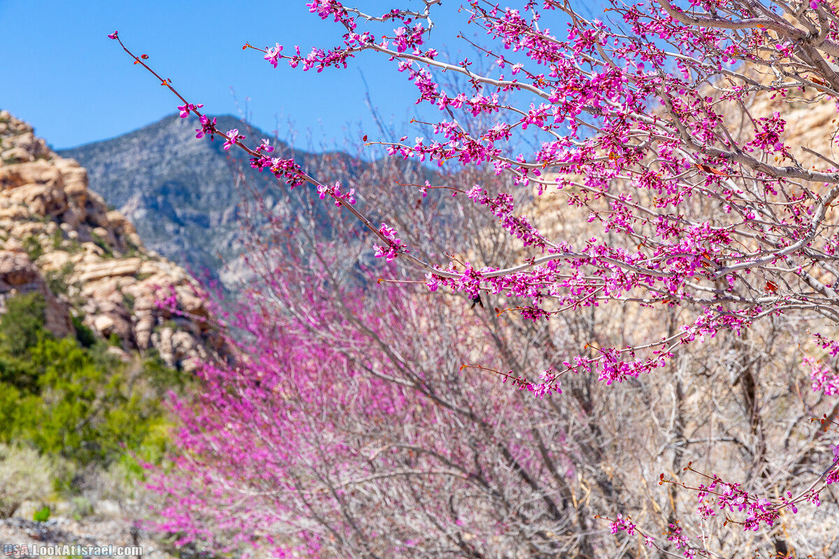 Каньон Red Rock в Лас-Вегас Вегасе | LookAtIsrael.com - Фото путешествия по Израилю