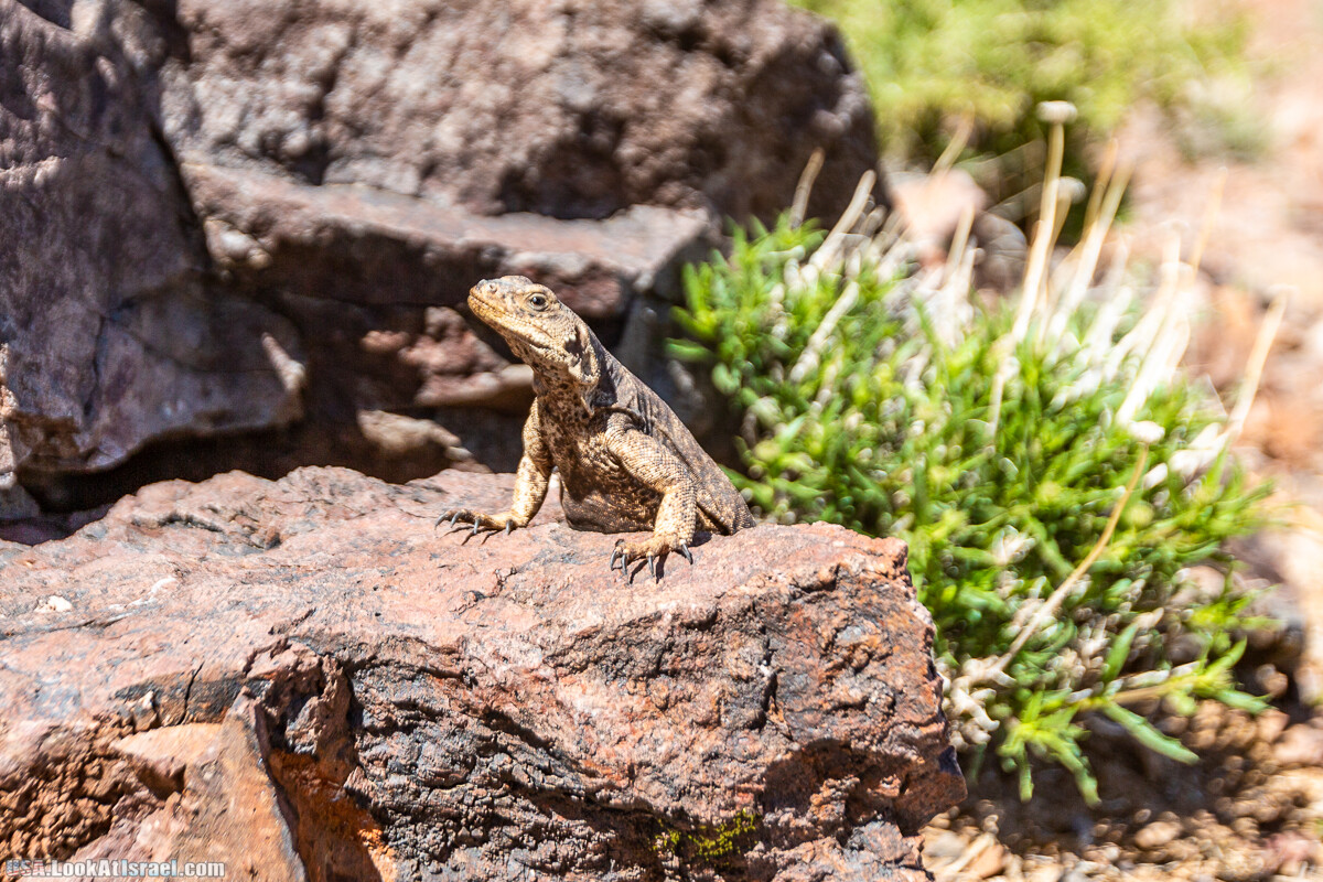 Долина Смерти и провинциальный Битти | Death Valley and Beatty | LookAtIsrael.com - Фото путешествия по Израилю