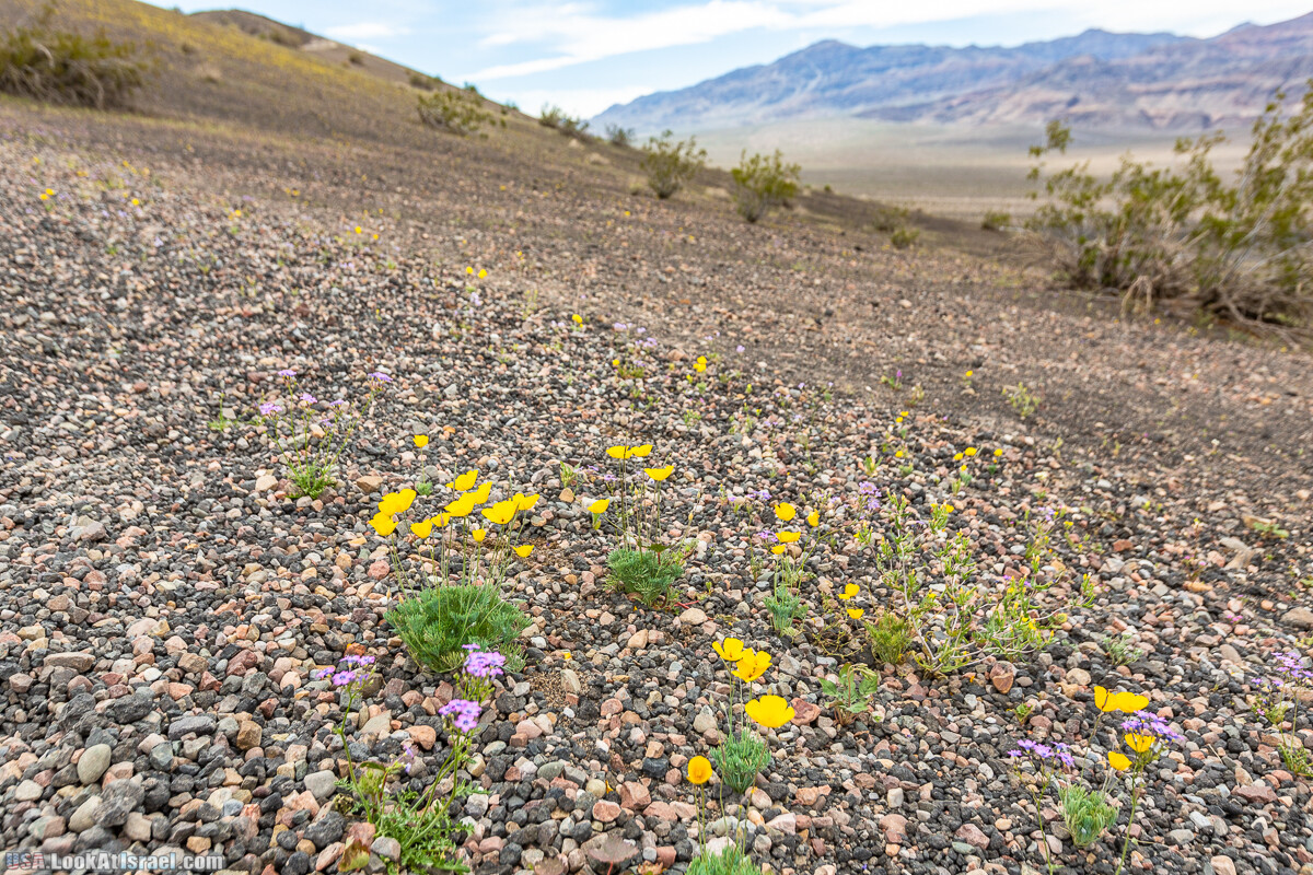 Долина Смерти и провинциальный Битти | Death Valley and Beatty | LookAtIsrael.com - Фото путешествия по Израилю