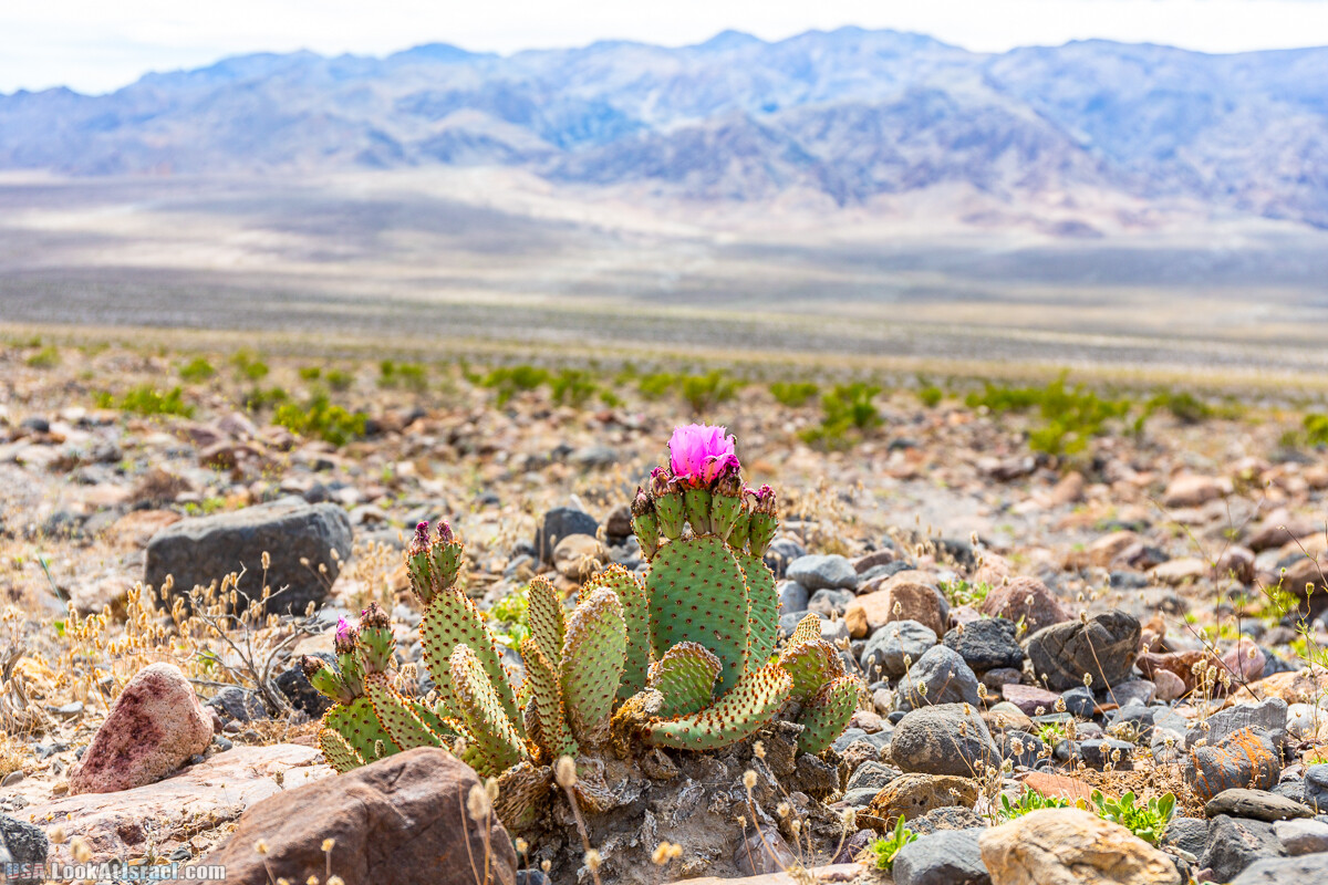 Долина Смерти и провинциальный Битти | Death Valley and Beatty | LookAtIsrael.com - Фото путешествия по Израилю