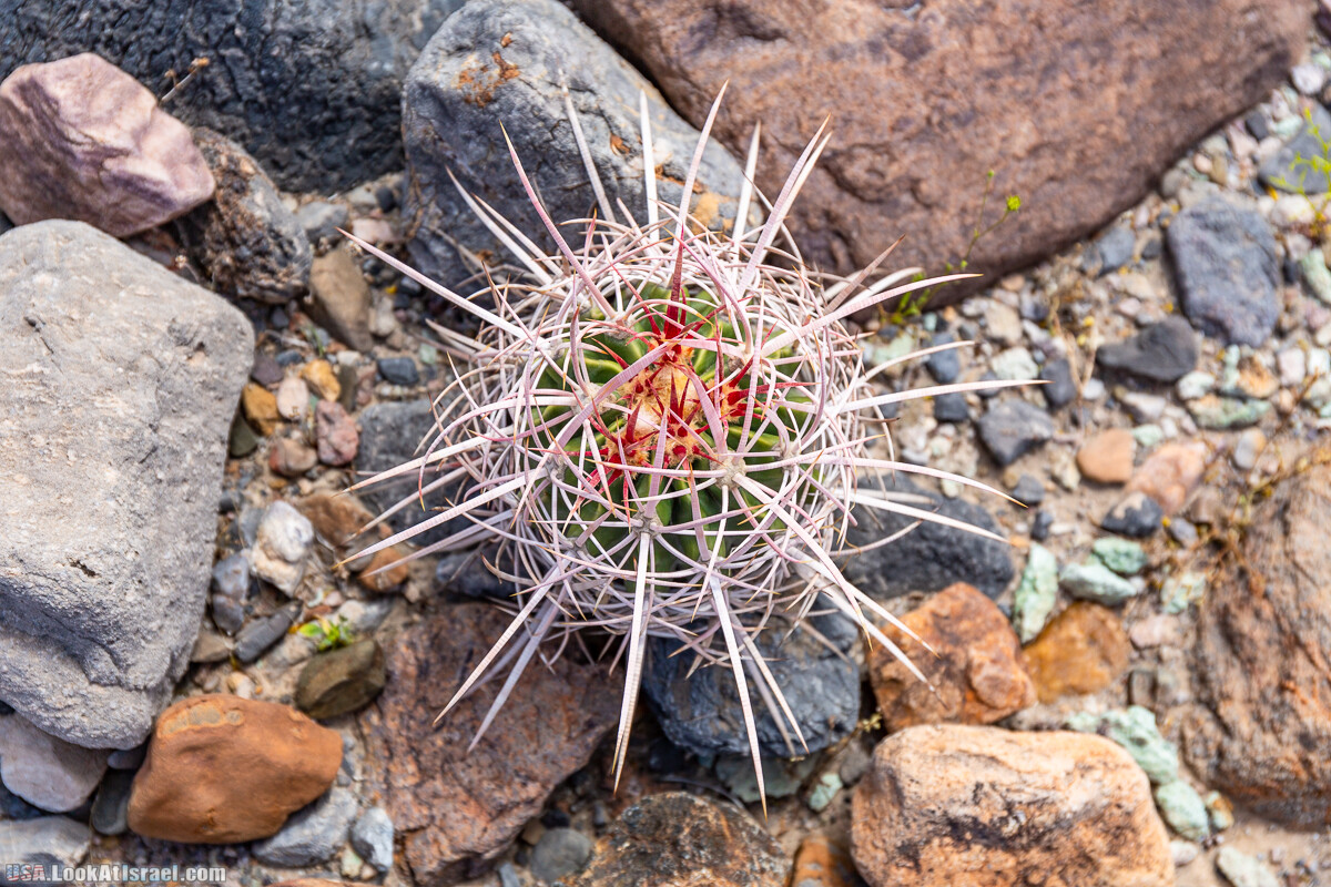 Долина Смерти и провинциальный Битти | Death Valley and Beatty | LookAtIsrael.com - Фото путешествия по Израилю