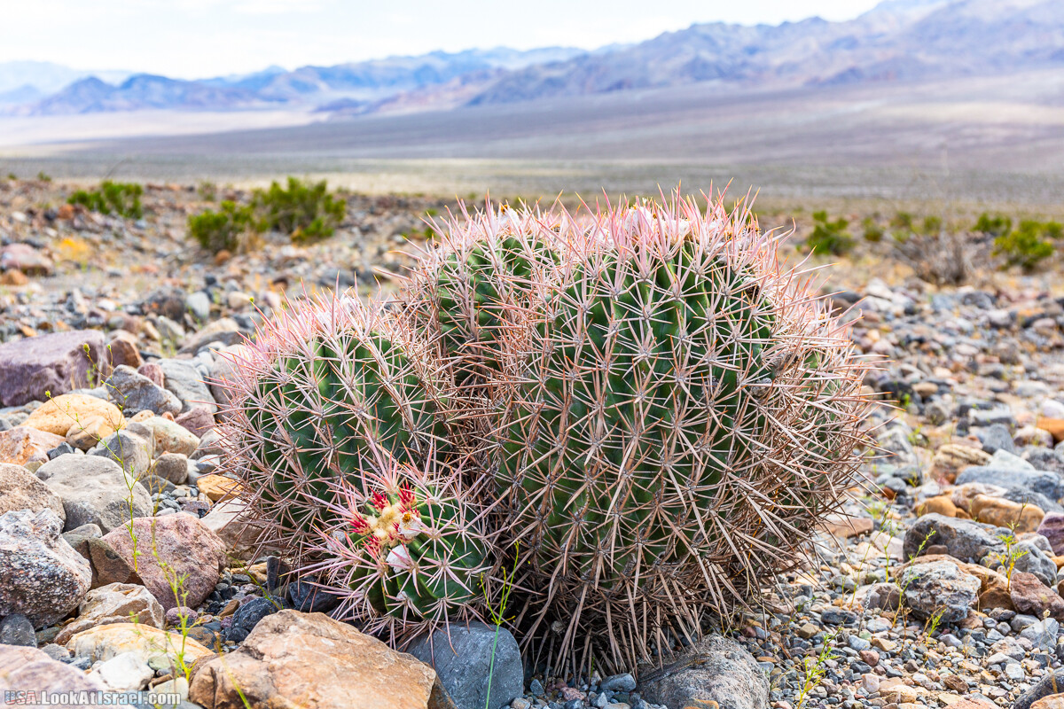Долина Смерти и провинциальный Битти | Death Valley and Beatty | LookAtIsrael.com - Фото путешествия по Израилю