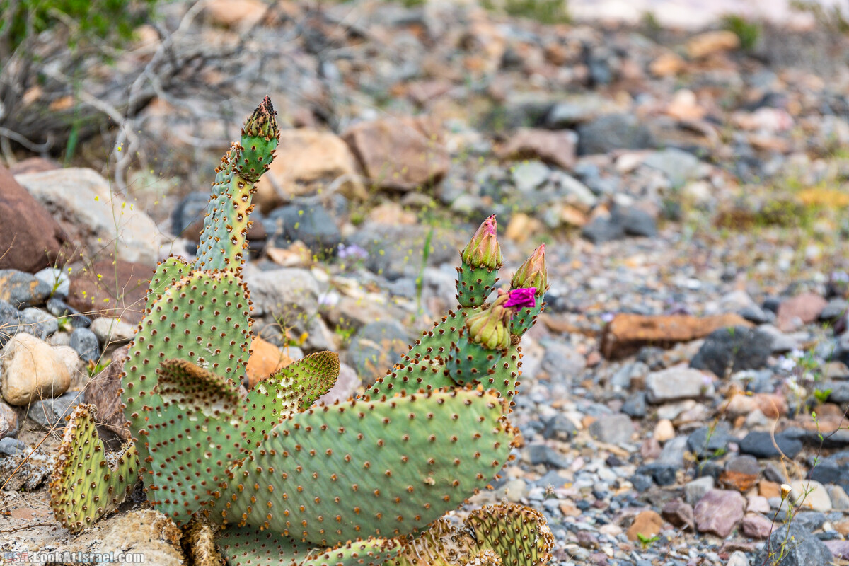 Долина Смерти и провинциальный Битти | Death Valley and Beatty | LookAtIsrael.com - Фото путешествия по Израилю