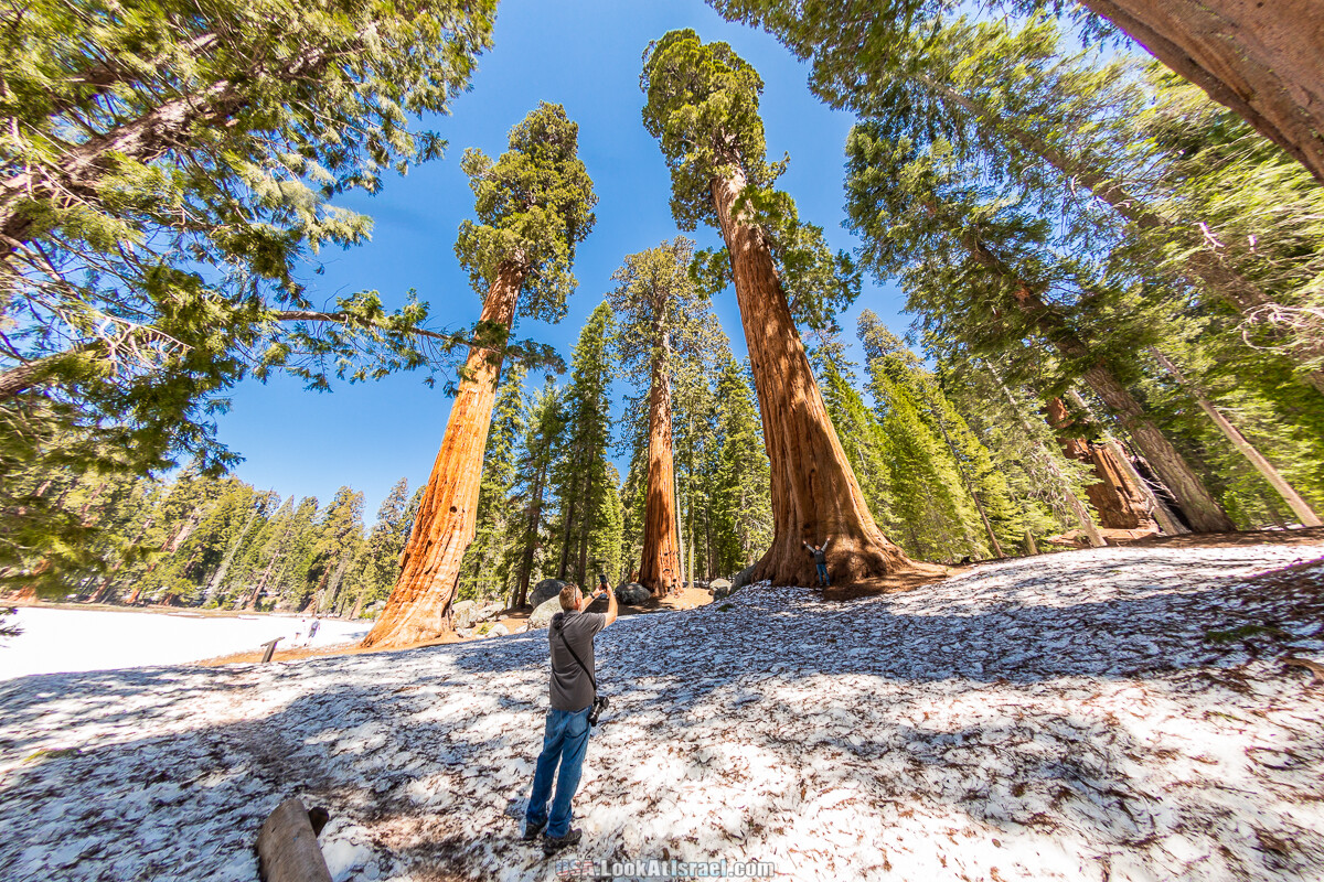 Наш последний вой в парке секвой