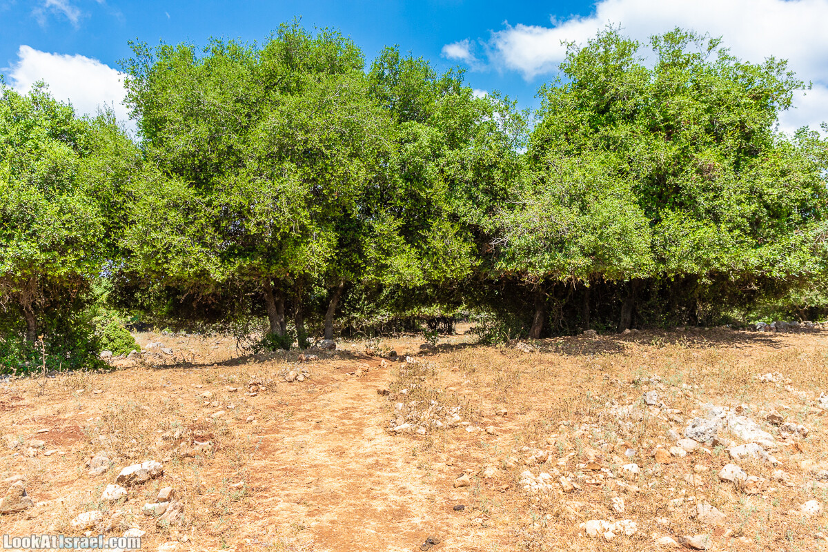 Хурват Цунам - Затерянный город в Галилее | חורבת צונם עיר אבודה בגליל | LookAtIsrael.com - Фото путешествия по Израилю