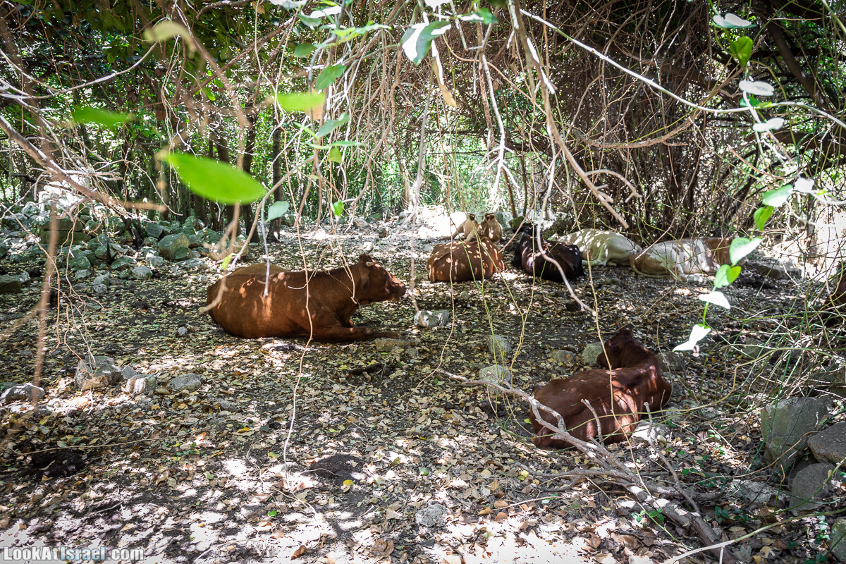 Хурват Цунам - Затерянный город в Галилее | חורבת צונם עיר אבודה בגליל | LookAtIsrael.com - Фото путешествия по Израилю