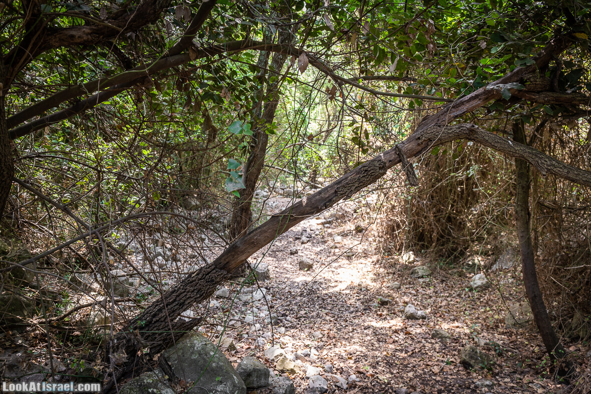 Хурват Цунам - Затерянный город в Галилее | חורבת צונם עיר אבודה בגליל | LookAtIsrael.com - Фото путешествия по Израилю