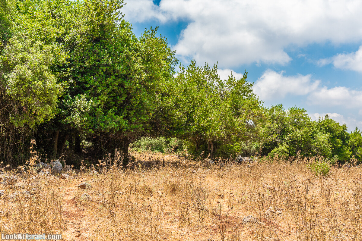 Хурват Цунам - Затерянный город в Галилее | חורבת צונם עיר אבודה בגליל | LookAtIsrael.com - Фото путешествия по Израилю