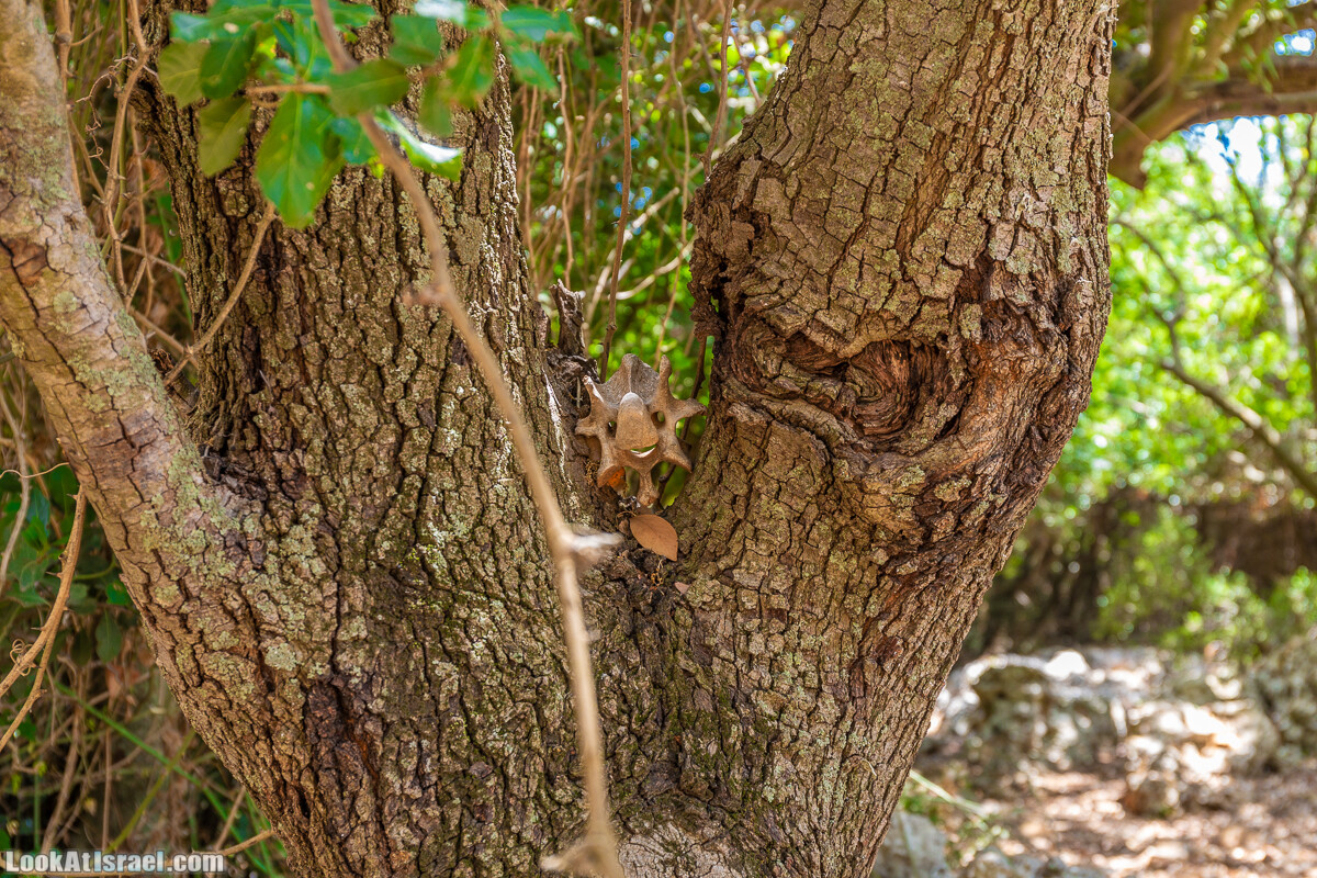 Хурват Цунам - Затерянный город в Галилее | חורבת צונם עיר אבודה בגליל | LookAtIsrael.com - Фото путешествия по Израилю