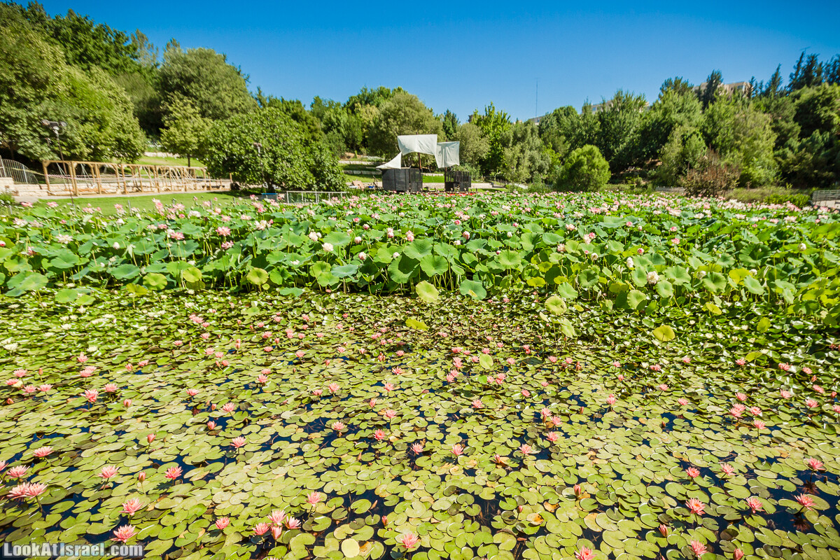  Ботанический сад Иерусалима, лето | קיץ בגן הבוטני ירושלים | LookAtIsrael.com - Фото путешествия по Израилю