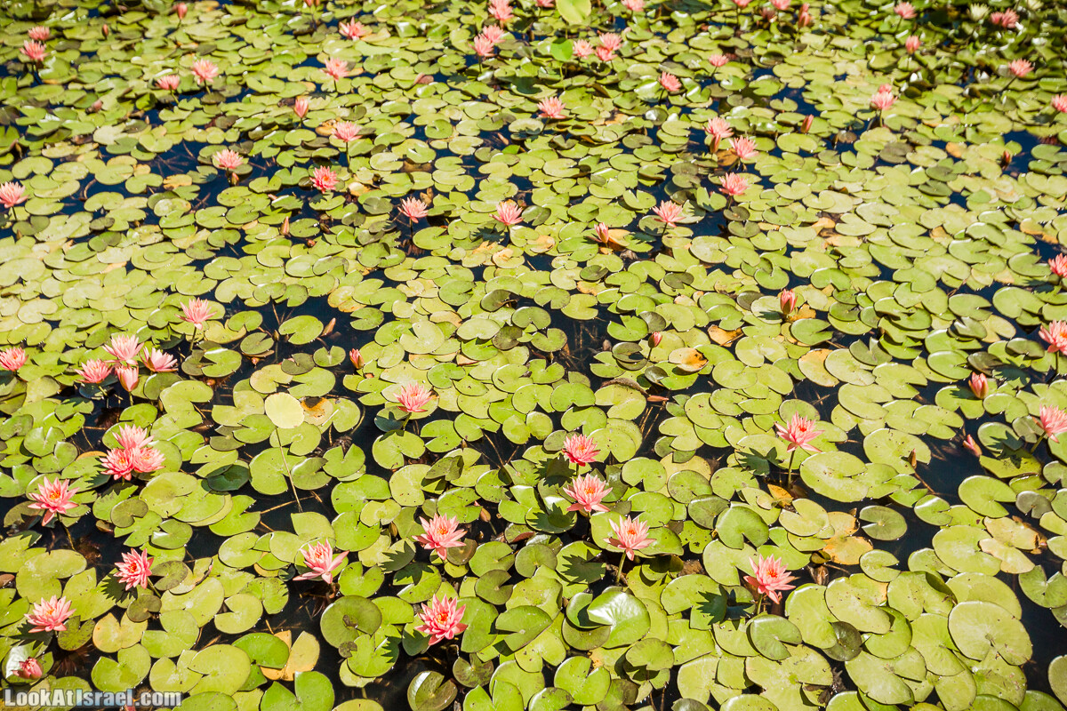  Ботанический сад Иерусалима, лето | קיץ בגן הבוטני ירושלים | LookAtIsrael.com - Фото путешествия по Израилю