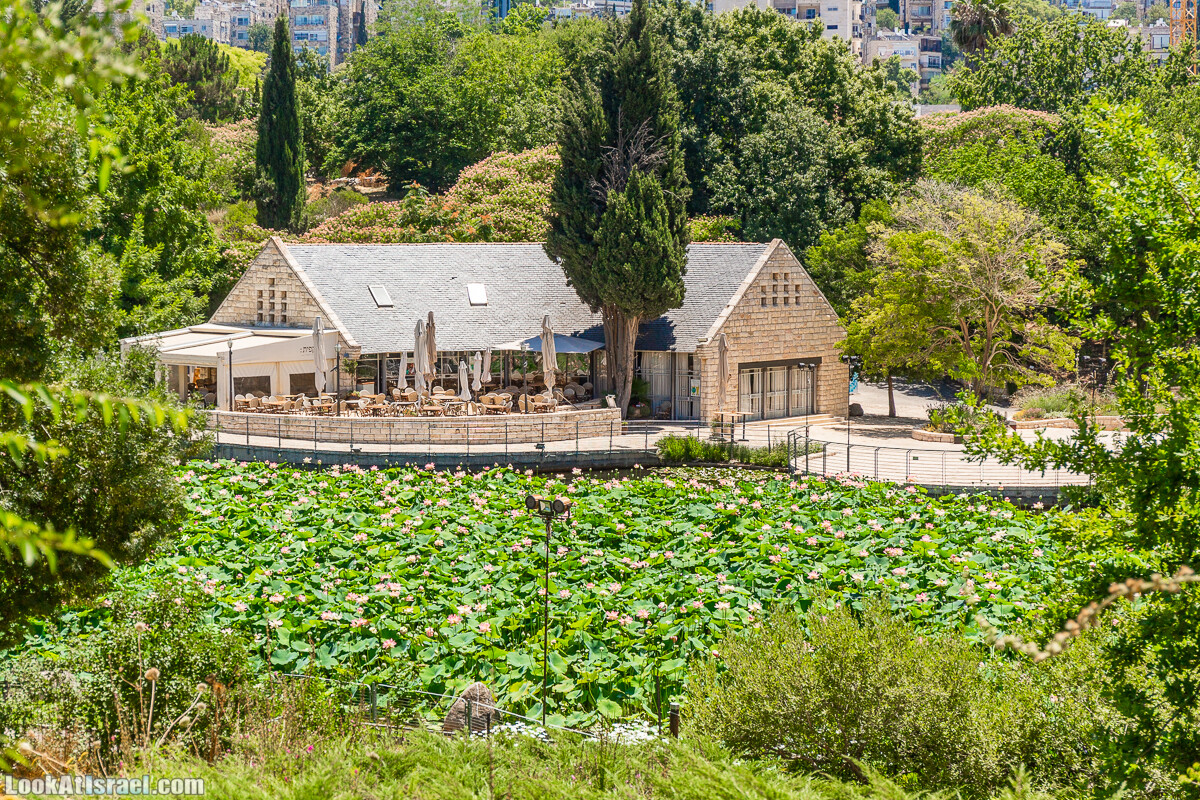  Ботанический сад Иерусалима, лето | קיץ בגן הבוטני ירושלים | LookAtIsrael.com - Фото путешествия по Израилю