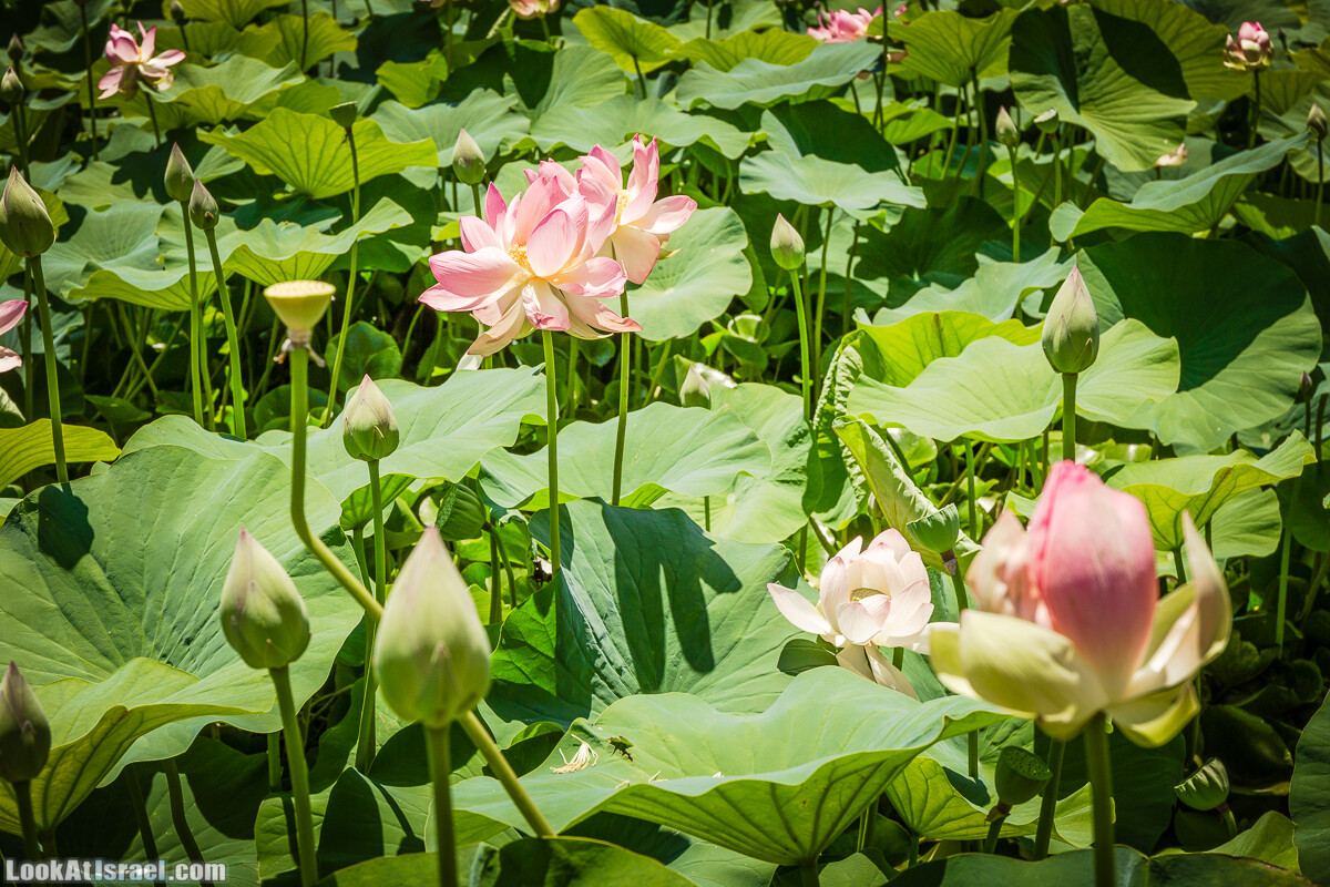  Ботанический сад Иерусалима, лето | קיץ בגן הבוטני ירושלים | LookAtIsrael.com - Фото путешествия по Израилю