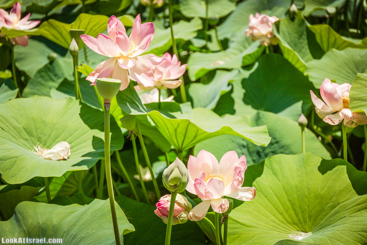  Ботанический сад Иерусалима, лето | קיץ בגן הבוטני ירושלים | LookAtIsrael.com - Фото путешествия по Израилю