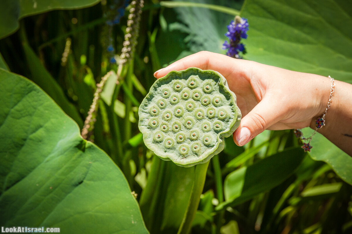  Ботанический сад Иерусалима, лето | קיץ בגן הבוטני ירושלים | LookAtIsrael.com - Фото путешествия по Израилю
