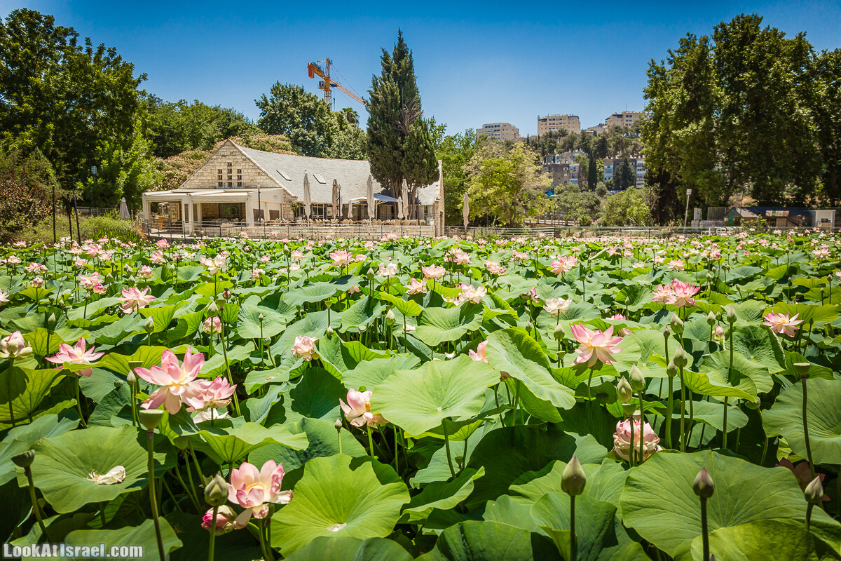  Ботанический сад Иерусалима, лето | קיץ בגן הבוטני ירושלים | LookAtIsrael.com - Фото путешествия по Израилю