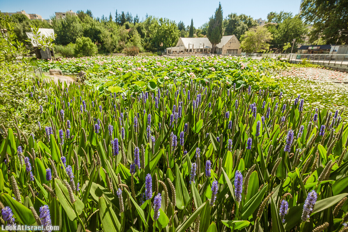  Ботанический сад Иерусалима, лето | קיץ בגן הבוטני ירושלים | LookAtIsrael.com - Фото путешествия по Израилю