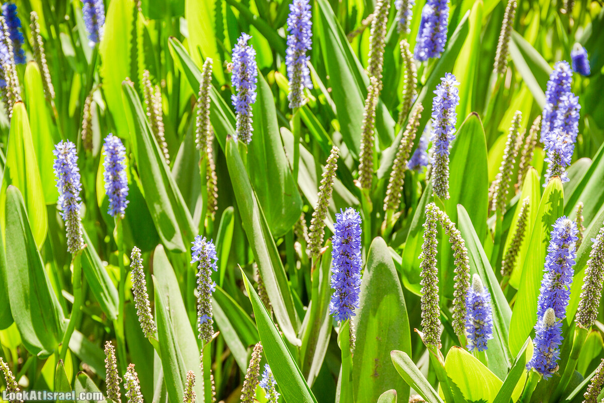  Ботанический сад Иерусалима, лето | קיץ בגן הבוטני ירושלים | LookAtIsrael.com - Фото путешествия по Израилю