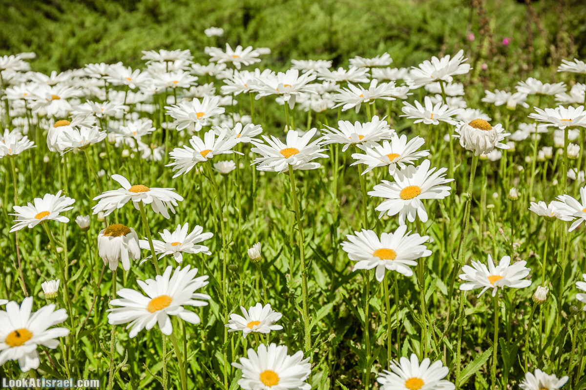  Ботанический сад Иерусалима, лето | קיץ בגן הבוטני ירושלים | LookAtIsrael.com - Фото путешествия по Израилю