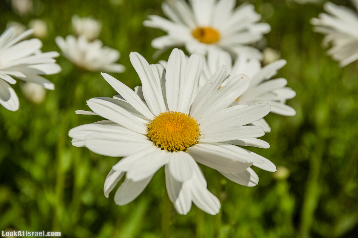  Ботанический сад Иерусалима, лето | קיץ בגן הבוטני ירושלים | LookAtIsrael.com - Фото путешествия по Израилю