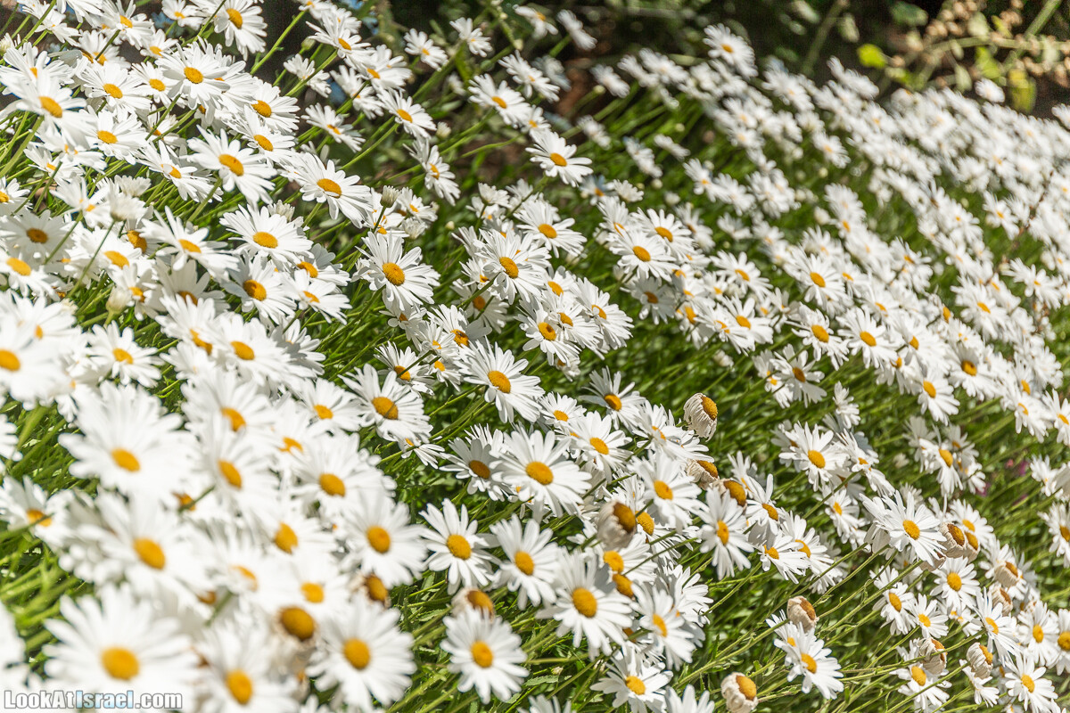  Ботанический сад Иерусалима, лето | קיץ בגן הבוטני ירושלים | LookAtIsrael.com - Фото путешествия по Израилю