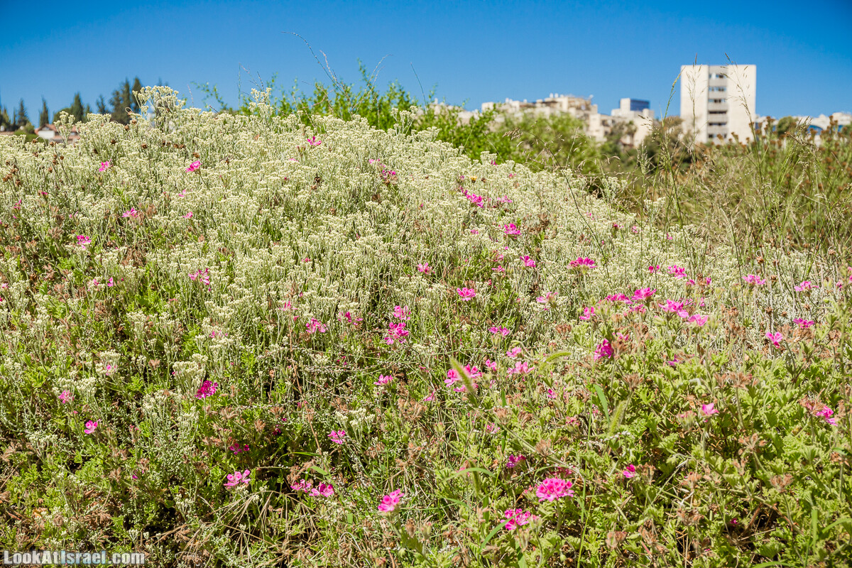  Ботанический сад Иерусалима, лето | קיץ בגן הבוטני ירושלים | LookAtIsrael.com - Фото путешествия по Израилю