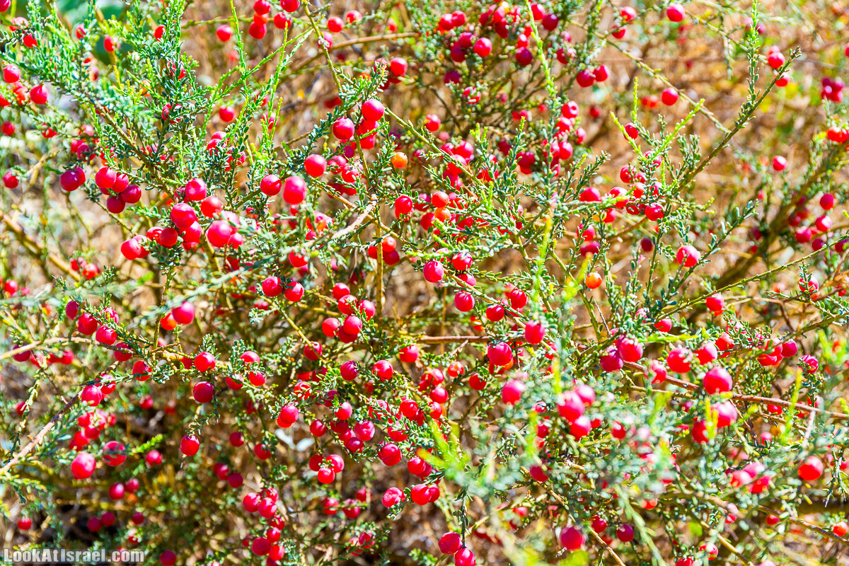  Ботанический сад Иерусалима, лето | קיץ בגן הבוטני ירושלים | LookAtIsrael.com - Фото путешествия по Израилю