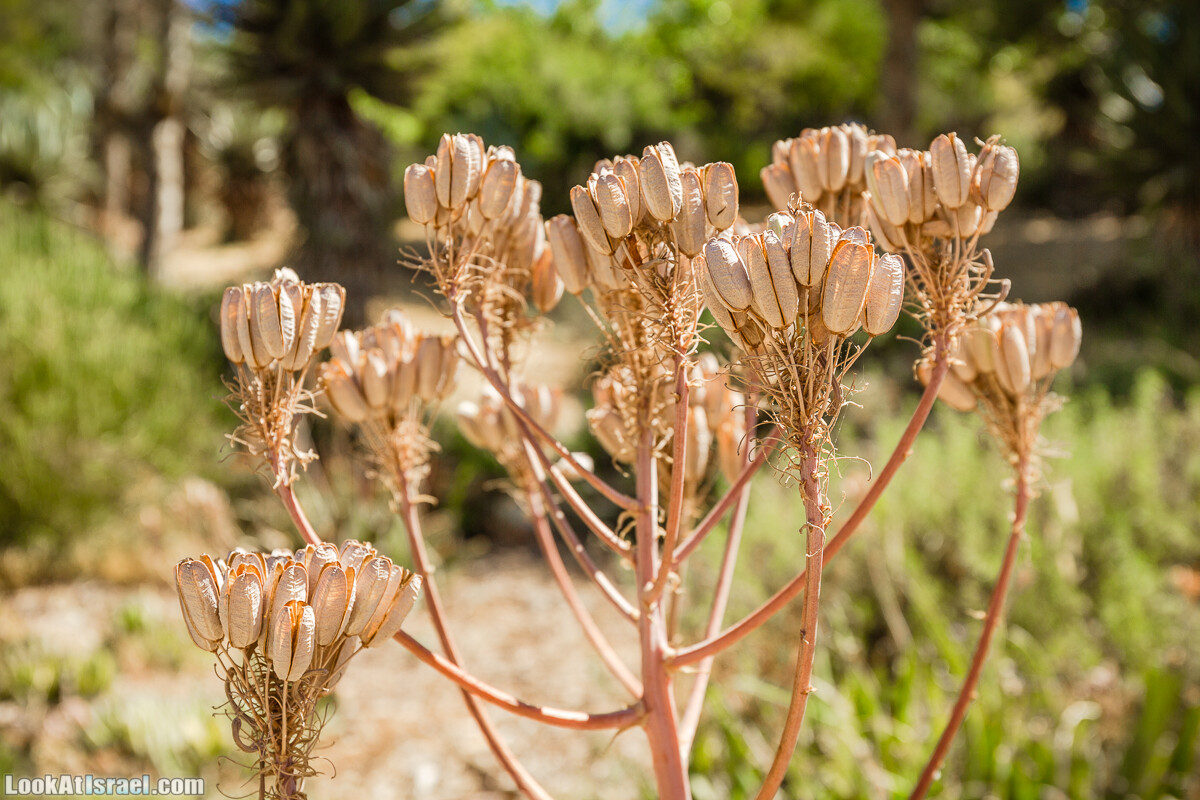  Ботанический сад Иерусалима, лето | קיץ בגן הבוטני ירושלים | LookAtIsrael.com - Фото путешествия по Израилю