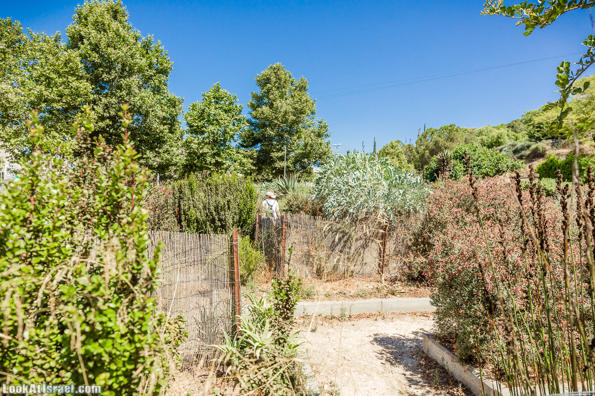  Ботанический сад Иерусалима, лето | קיץ בגן הבוטני ירושלים | LookAtIsrael.com - Фото путешествия по Израилю