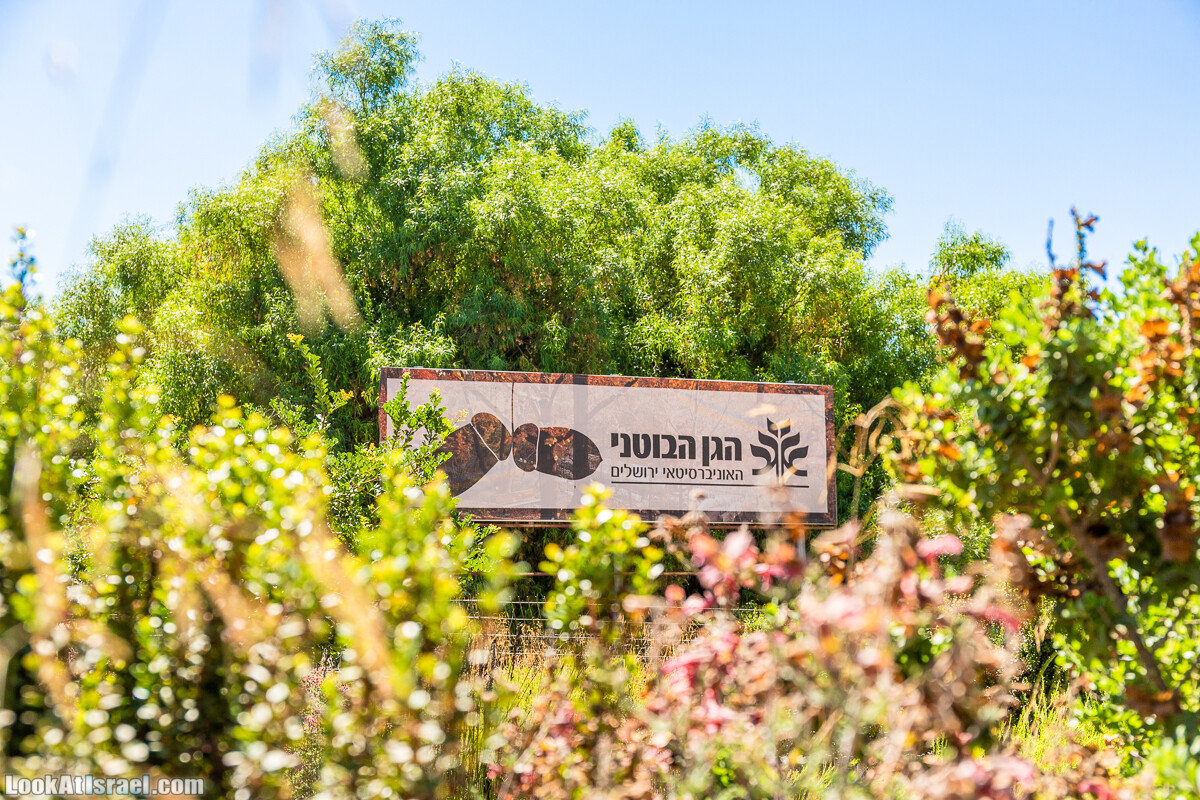  Ботанический сад Иерусалима, лето | קיץ בגן הבוטני ירושלים | LookAtIsrael.com - Фото путешествия по Израилю