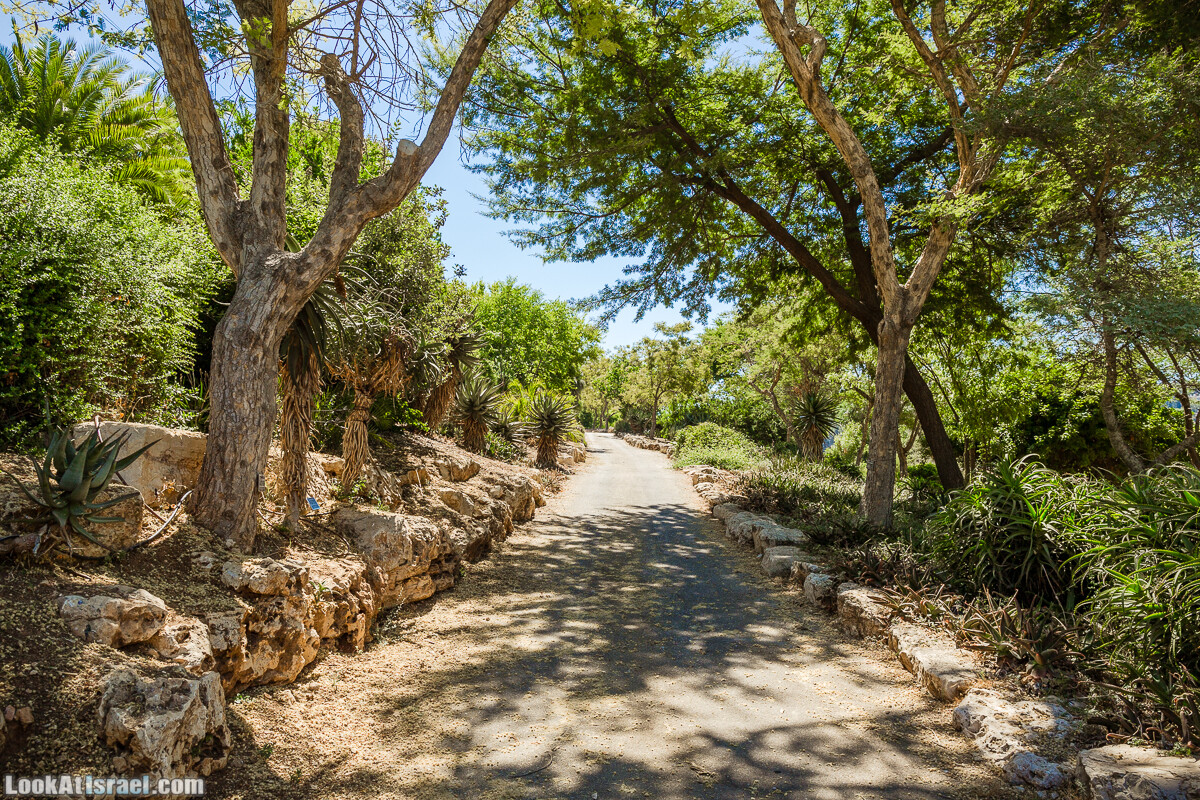  Ботанический сад Иерусалима, лето | קיץ בגן הבוטני ירושלים | LookAtIsrael.com - Фото путешествия по Израилю