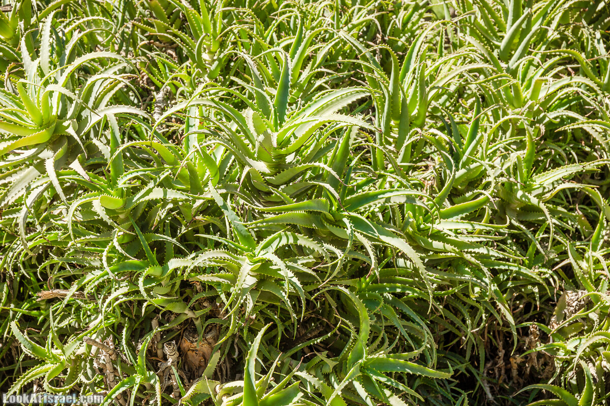  Ботанический сад Иерусалима, лето | קיץ בגן הבוטני ירושלים | LookAtIsrael.com - Фото путешествия по Израилю