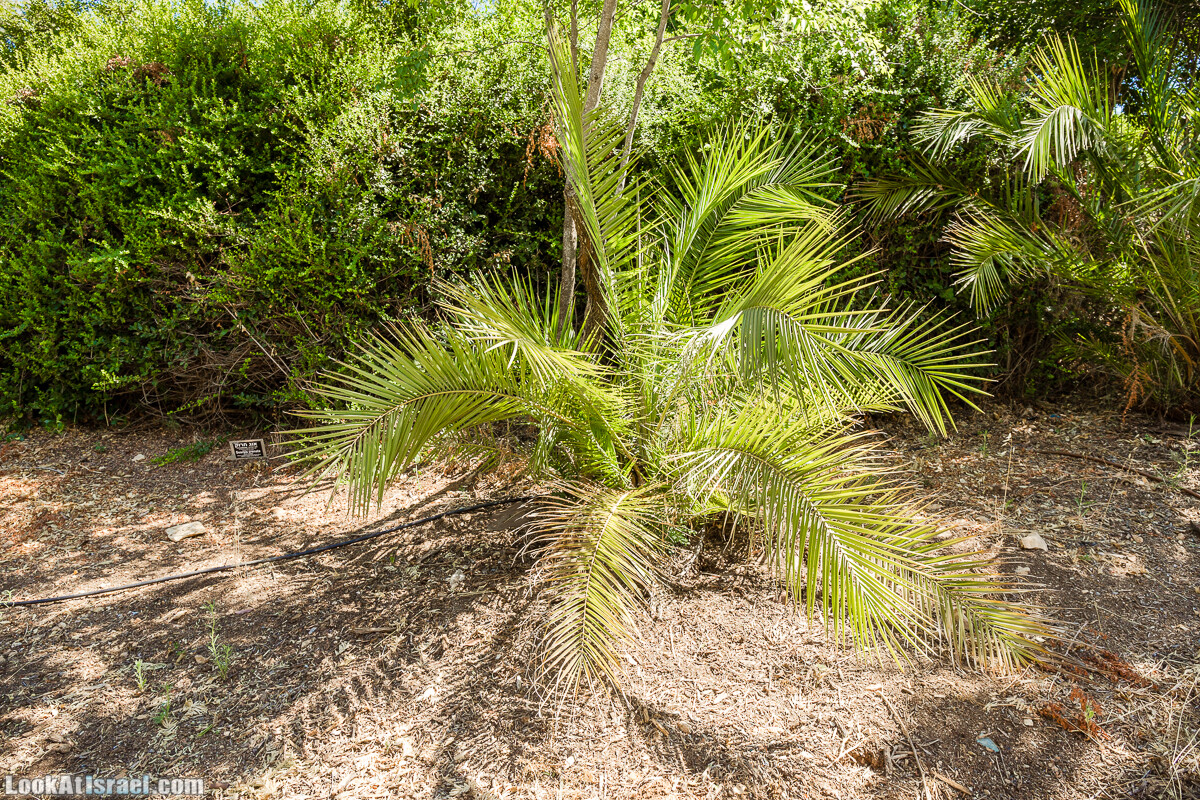  Ботанический сад Иерусалима, лето | קיץ בגן הבוטני ירושלים | LookAtIsrael.com - Фото путешествия по Израилю