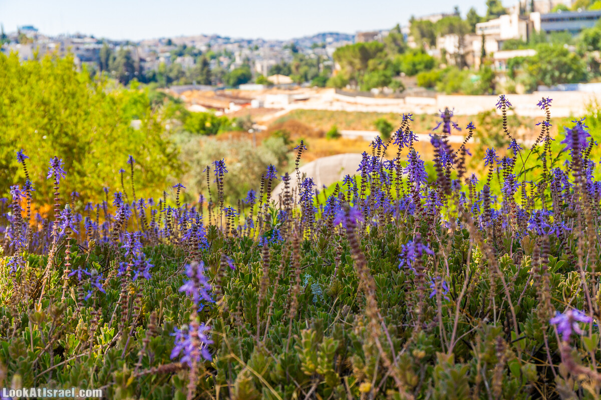  Ботанический сад Иерусалима, лето | קיץ בגן הבוטני ירושלים | LookAtIsrael.com - Фото путешествия по Израилю