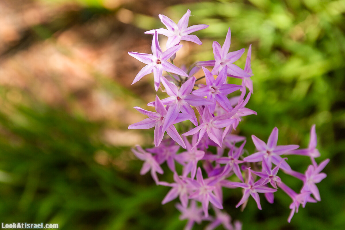  Ботанический сад Иерусалима, лето | קיץ בגן הבוטני ירושלים | LookAtIsrael.com - Фото путешествия по Израилю