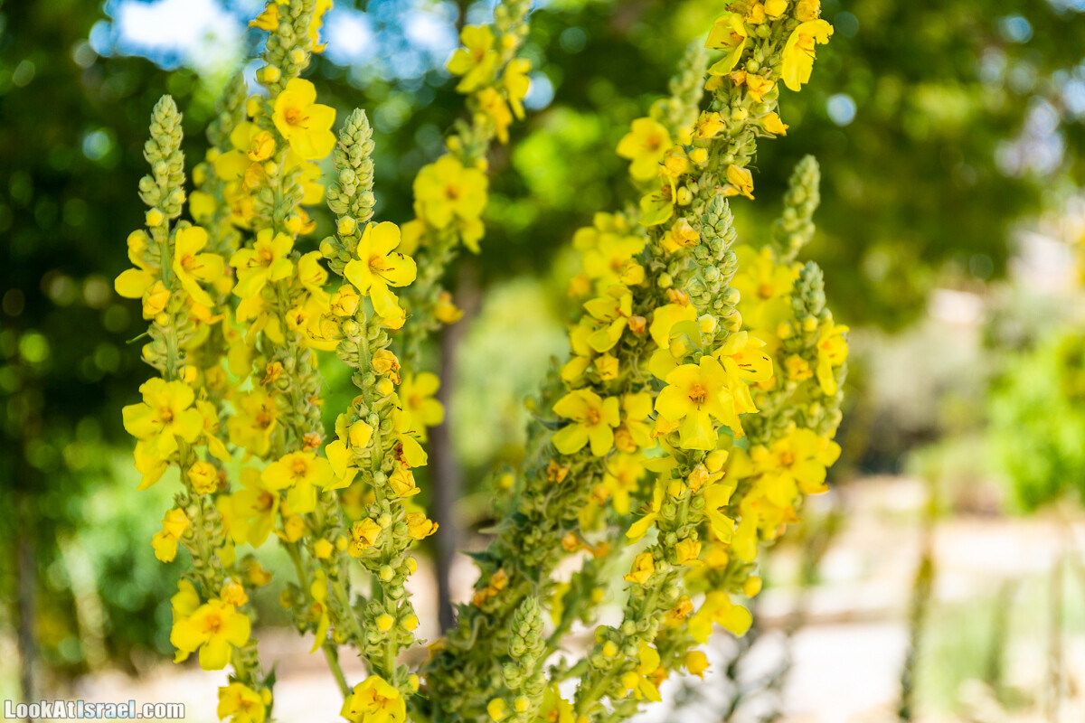  Ботанический сад Иерусалима, лето | קיץ בגן הבוטני ירושלים | LookAtIsrael.com - Фото путешествия по Израилю