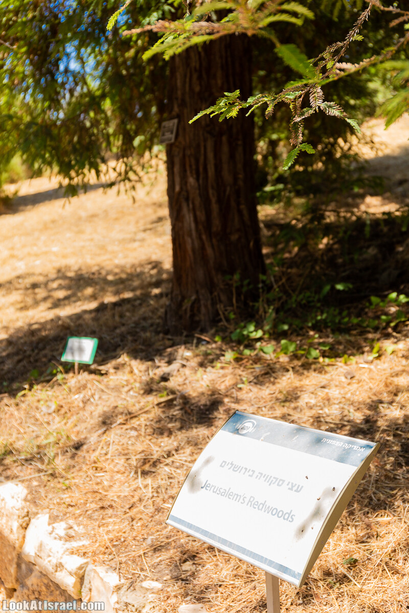  Ботанический сад Иерусалима, лето | קיץ בגן הבוטני ירושלים | LookAtIsrael.com - Фото путешествия по Израилю