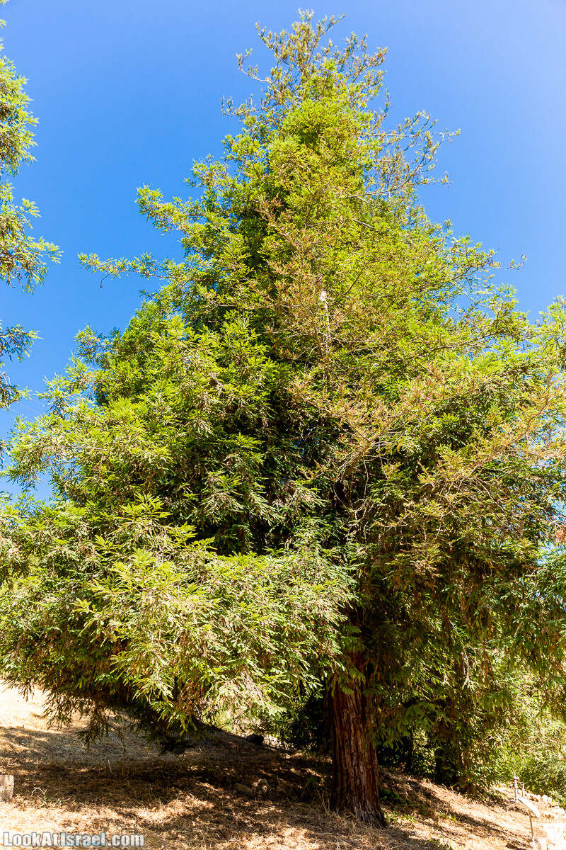  Ботанический сад Иерусалима, лето | קיץ בגן הבוטני ירושלים | LookAtIsrael.com - Фото путешествия по Израилю