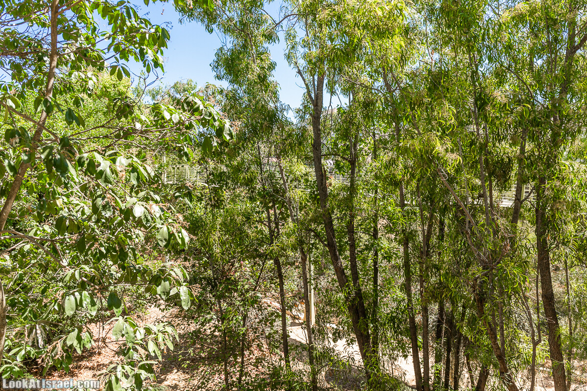  Ботанический сад Иерусалима, лето | קיץ בגן הבוטני ירושלים | LookAtIsrael.com - Фото путешествия по Израилю