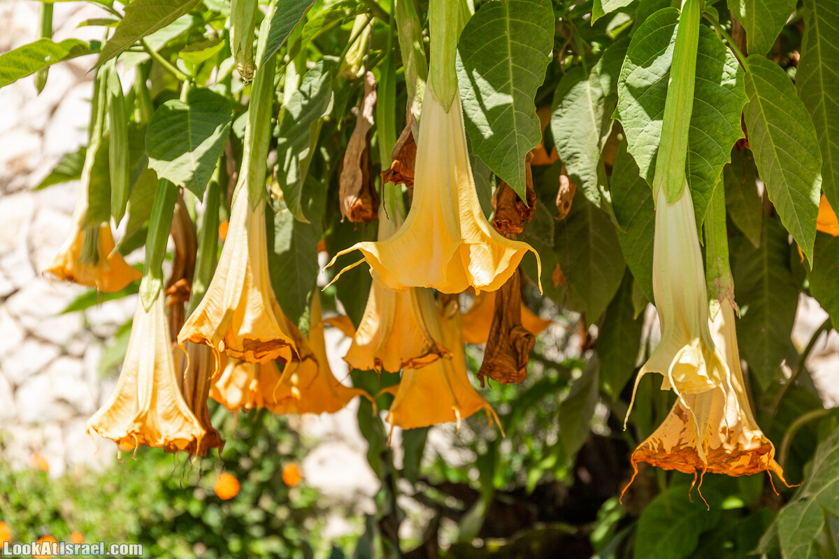  Ботанический сад Иерусалима, лето | קיץ בגן הבוטני ירושלים | LookAtIsrael.com - Фото путешествия по Израилю