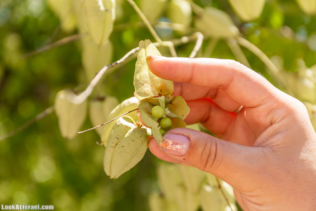  Ботанический сад Иерусалима, лето | קיץ בגן הבוטני ירושלים | LookAtIsrael.com - Фото путешествия по Израилю
