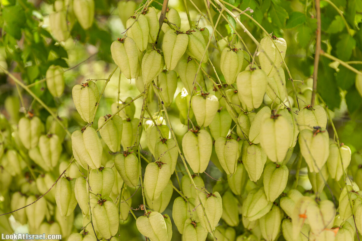  Ботанический сад Иерусалима, лето | קיץ בגן הבוטני ירושלים | LookAtIsrael.com - Фото путешествия по Израилю